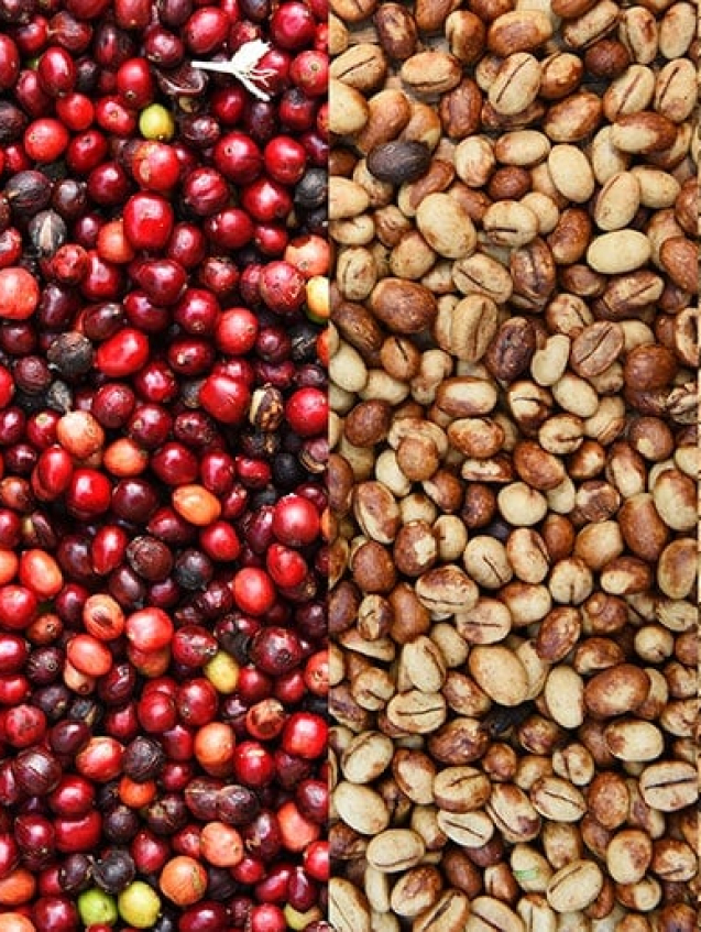 coffee-beans-from-flower-to-finished